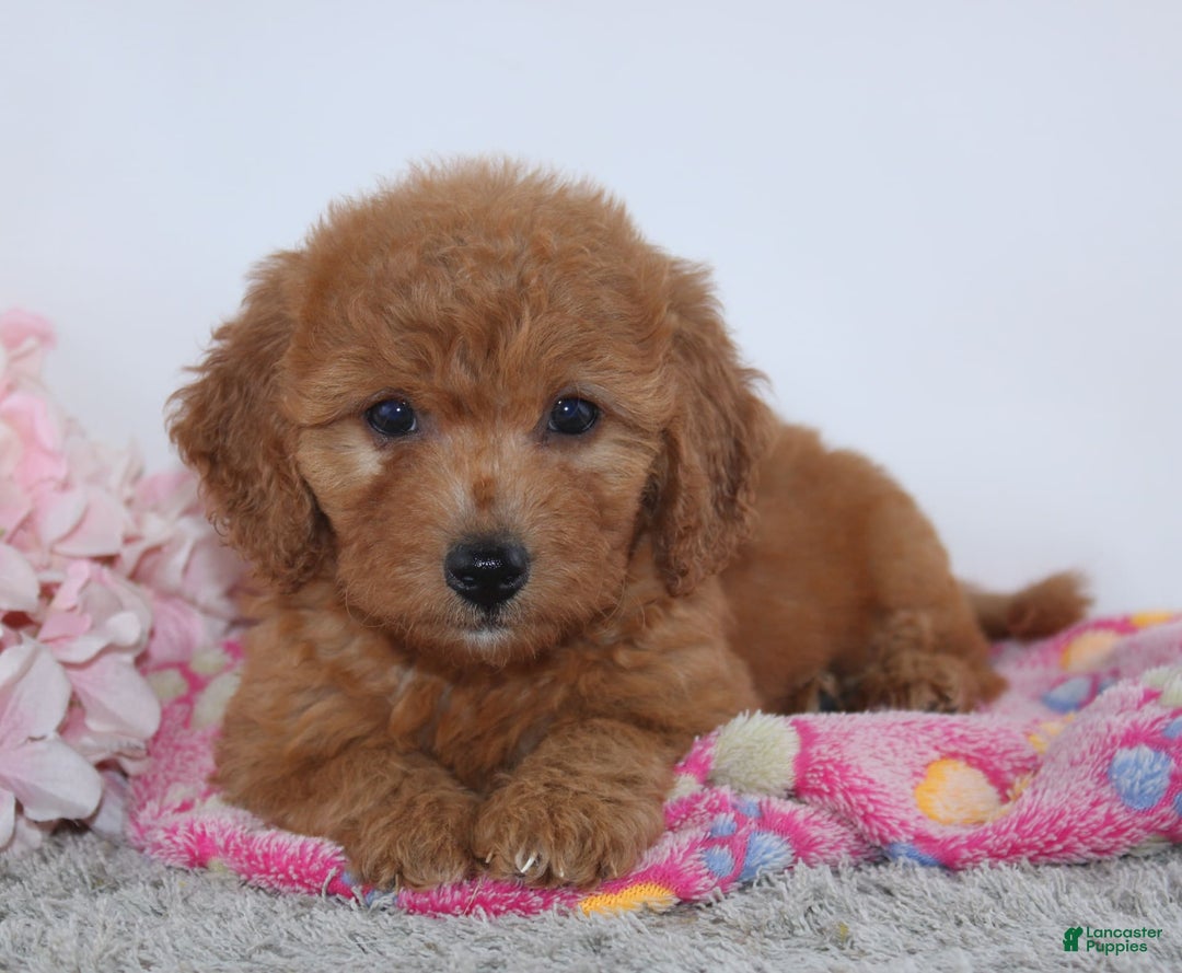 Mini Goldendoodle dogs for sale: Addy - Image 1