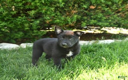 Belgian Malinois dogs for sale: Lady - Image 2