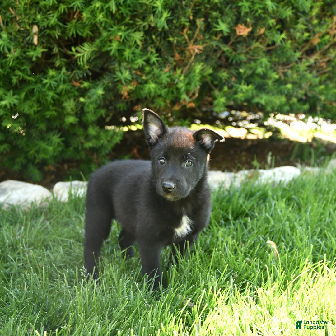 Belgian Malinois dogs for sale: Lady - Image 2