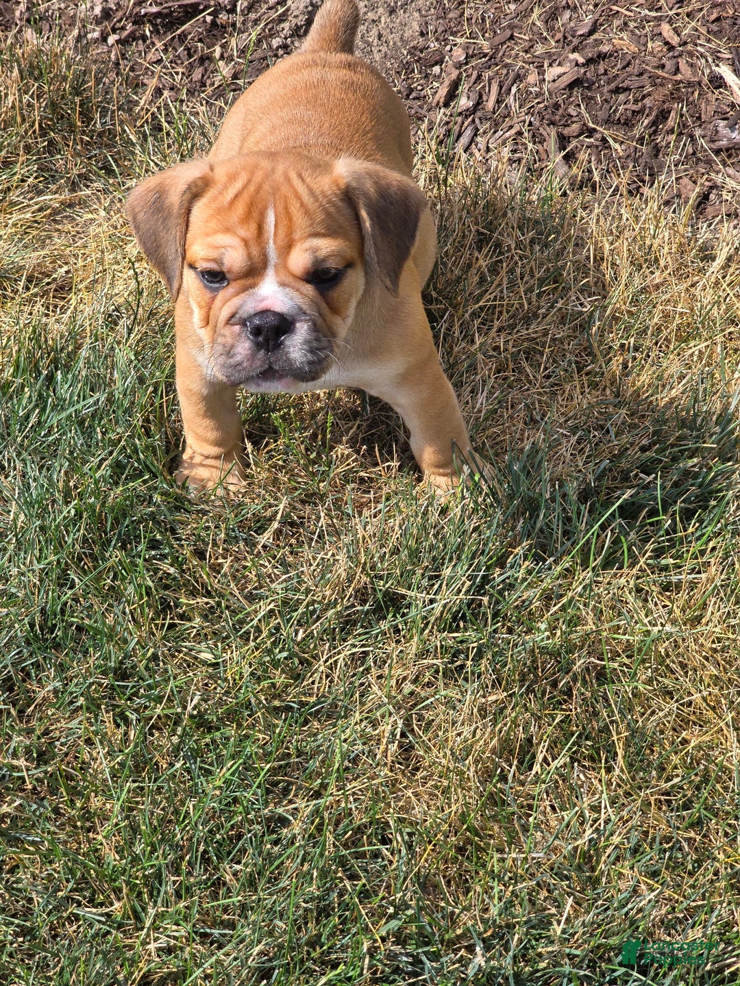 English Bulldog dogs for sale: Mozart - Image 8