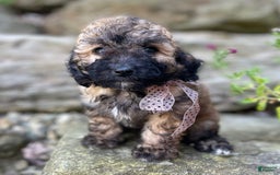 Miniature Poodle dogs for sale: Tara - Image 1