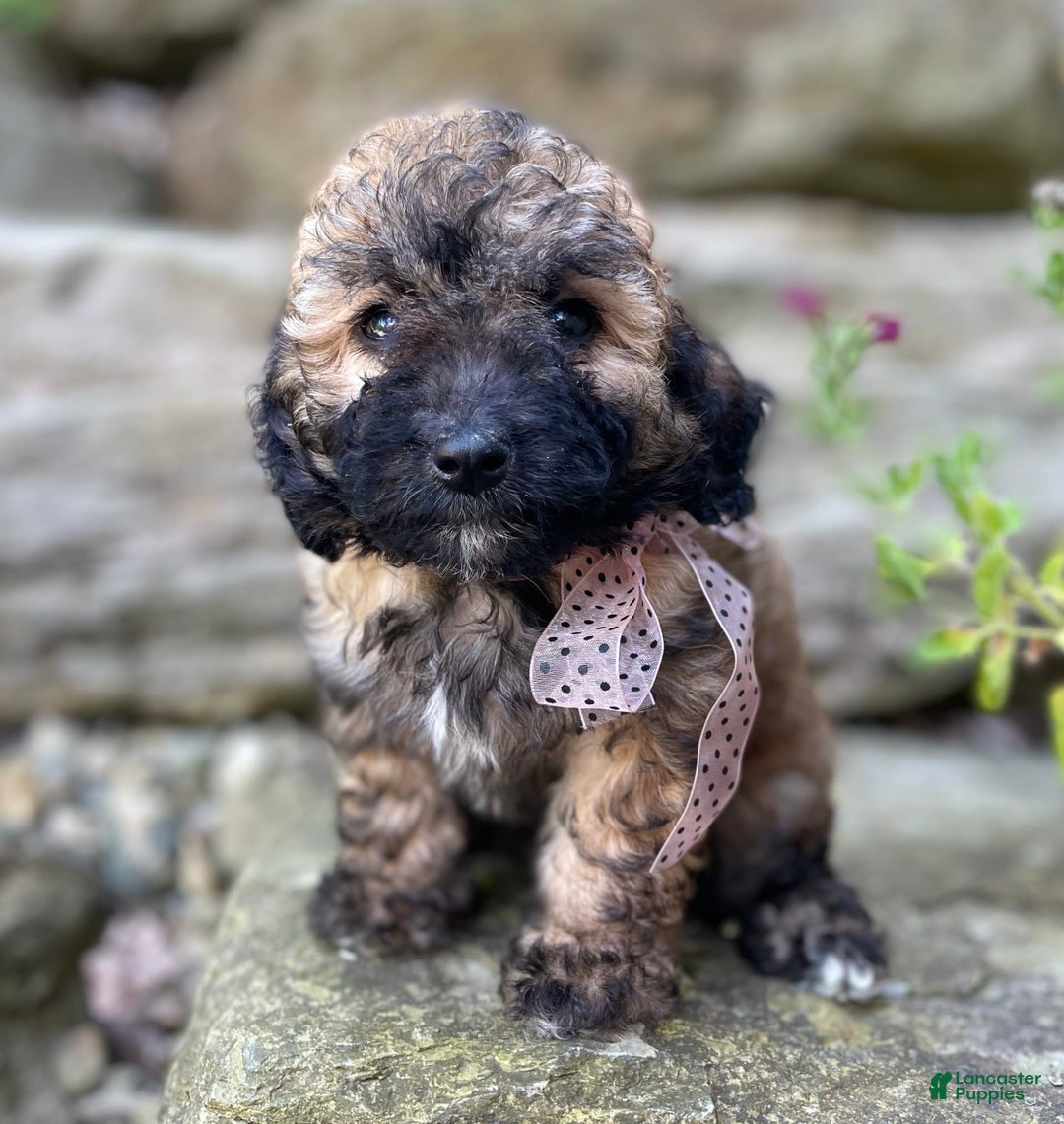 Miniature Poodle dogs for sale: Tara - Image 1