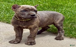 Cane Corso dogs for sale: Becca - Image 11