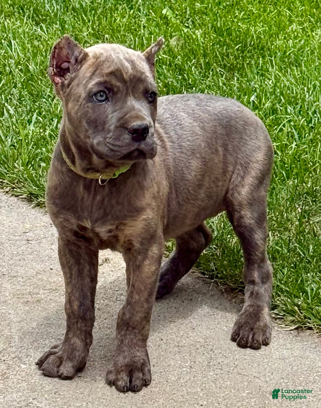 Cane Corso dogs for sale: Becca - Image 11