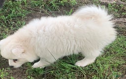 Alaskan Klee Kai dogs for sale: Snowy Boy Titan - Image 5