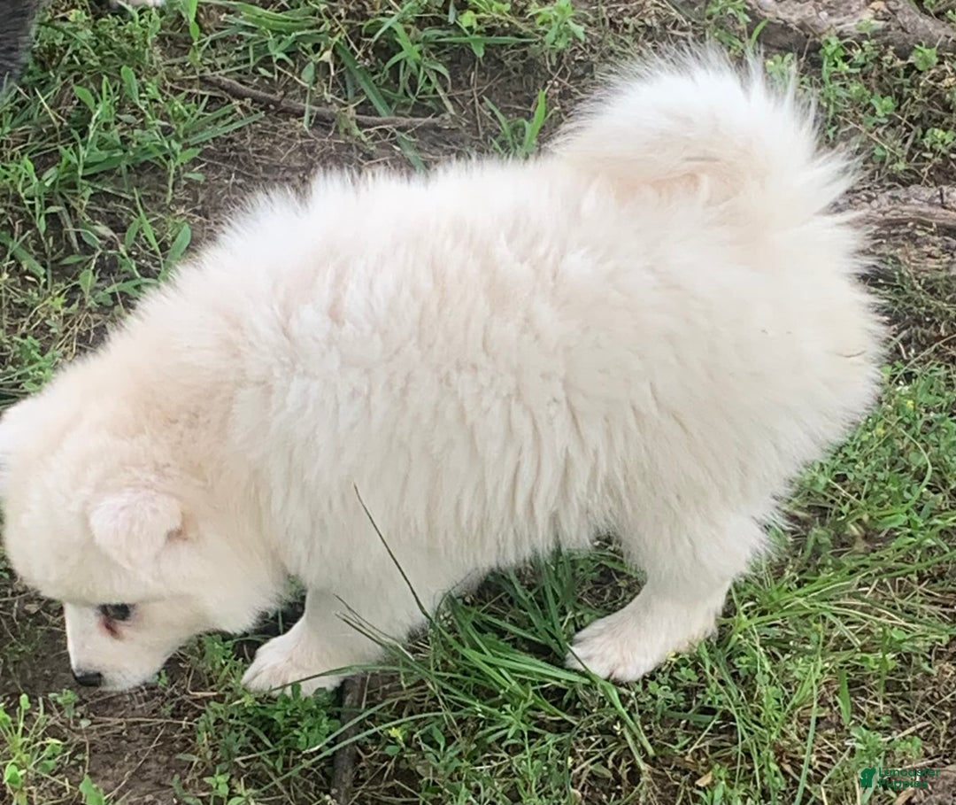 Alaskan Klee Kai dogs for sale: Snowy Boy Titan - Image 5