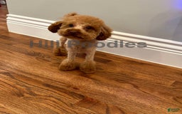Toy Poodle dogs for sale: Nala - Image 8