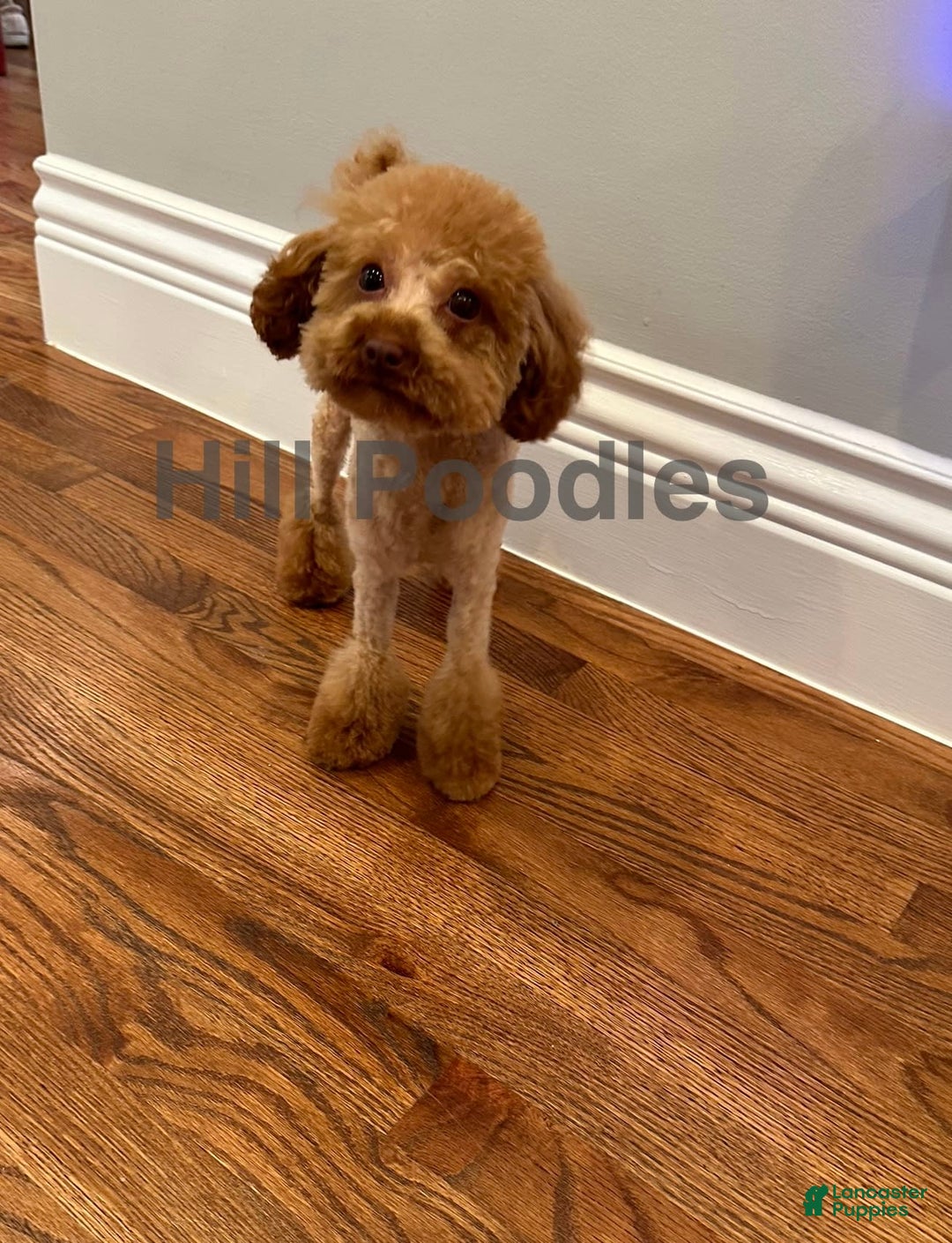 Toy Poodle dogs for sale: Nala - Image 8