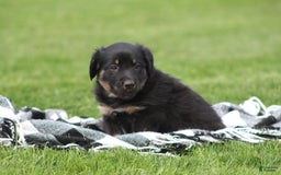 English Shepherd dogs for sale: Millie - Image 1