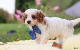 Cavapoo dogs for sale: Ollie - Image 8