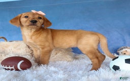 Labrador Retriever dogs for sale: Red Fox Gabby - Image 2