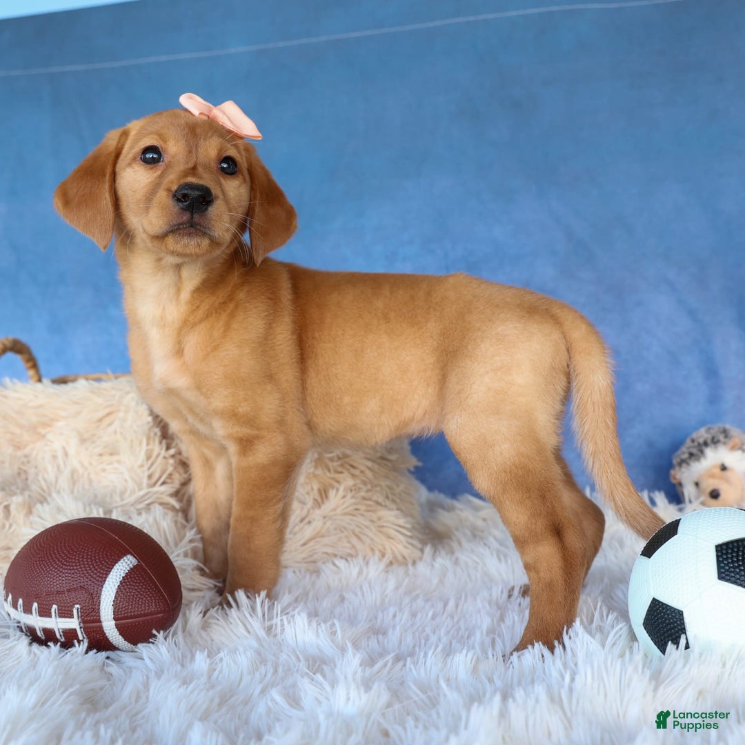 Labrador Retriever dogs for sale: Red Fox Gabby - Image 2