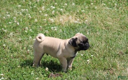 Pug dogs for sale: Pug 3 puppies - Image 3