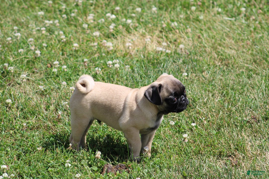 Pug dogs for sale: Pug 3 puppies - Image 3