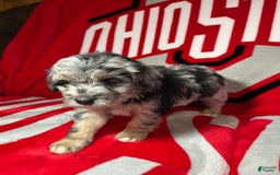 Mini Aussiedoodle dogs for sale: Tulip - Image 5