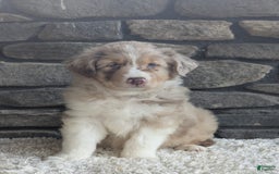 Australian Shepherd dogs for sale: Reese - Image 6