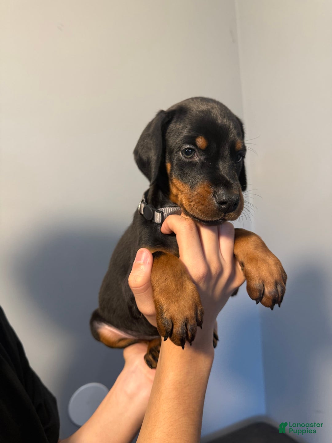 Doberman Pinscher dogs for sale: Grey Collar - Image 3