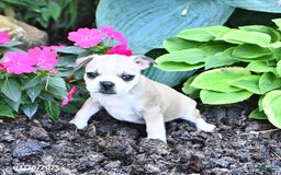 Boston Terrier dogs for sale: Clipper - Image 2