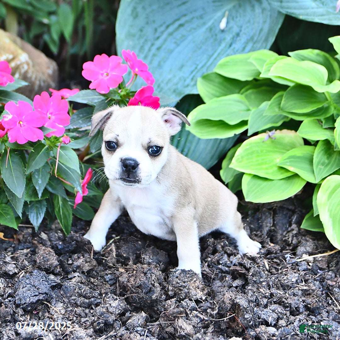 Boston Terrier dogs for sale: Clipper - Image 2