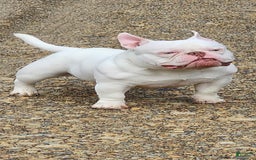 American Bully dogs for sale: Tyrion - Image 1