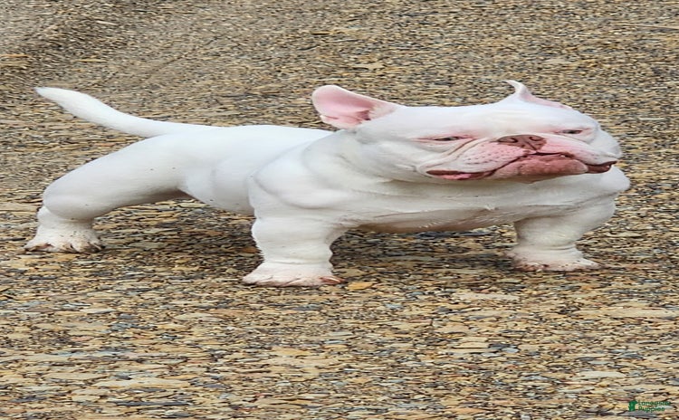 American Bully dogs for sale - Ad 1