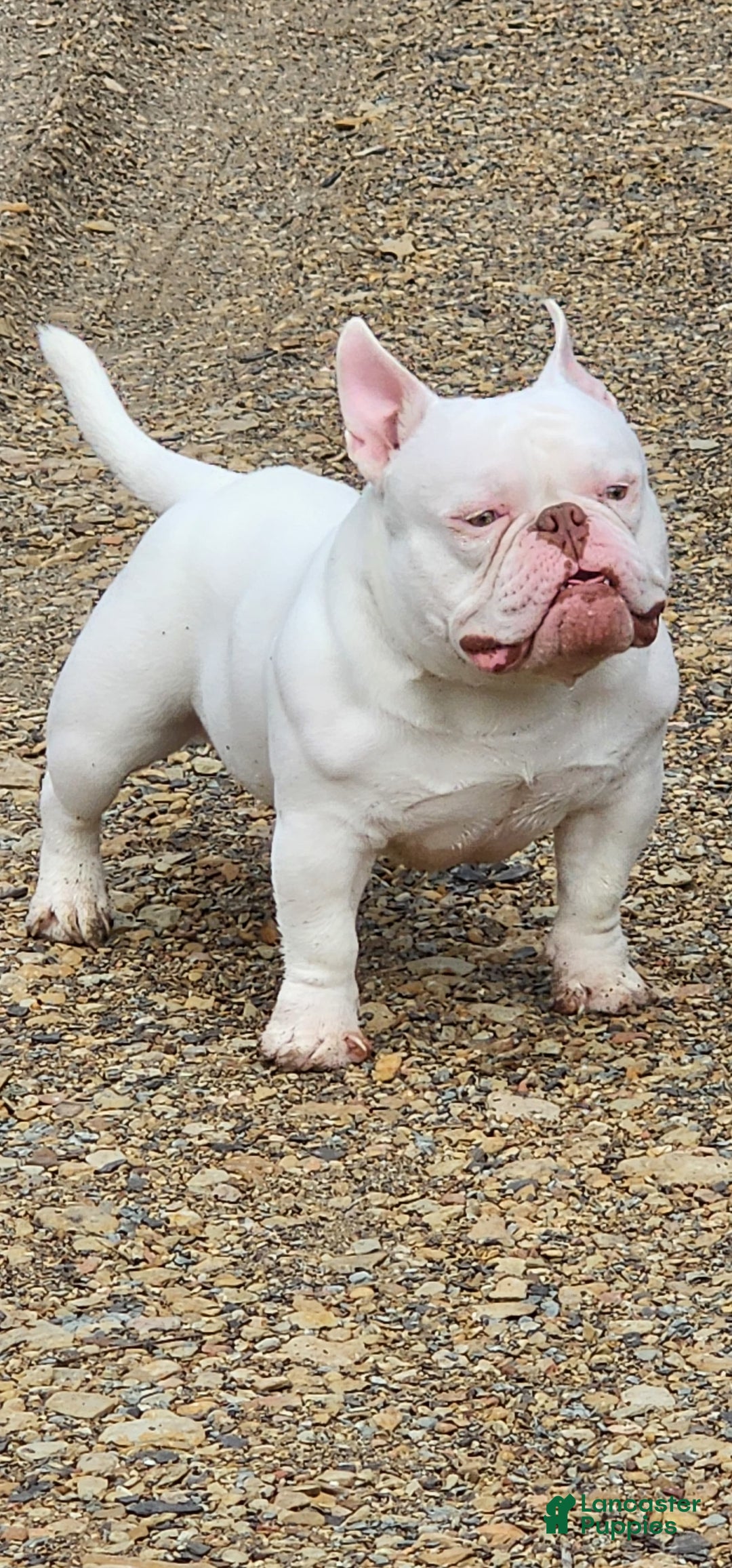 American Bully dogs for sale: Tyrion - Image 1