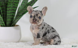 French Bulldog dogs for sale: Garth - Image 8