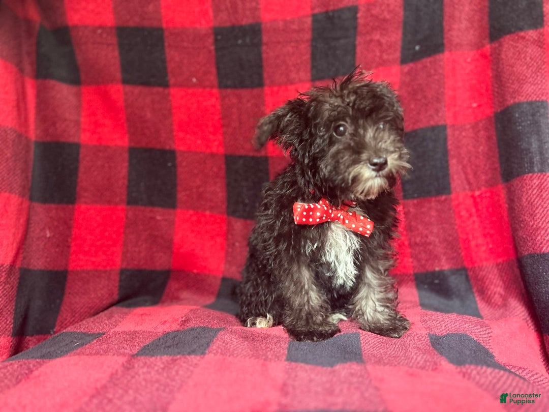 Miniature Schnauzer dogs for sale: Shooter - Image 6