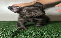 French Bulldog dogs for sale: Chocobelle - Image 3