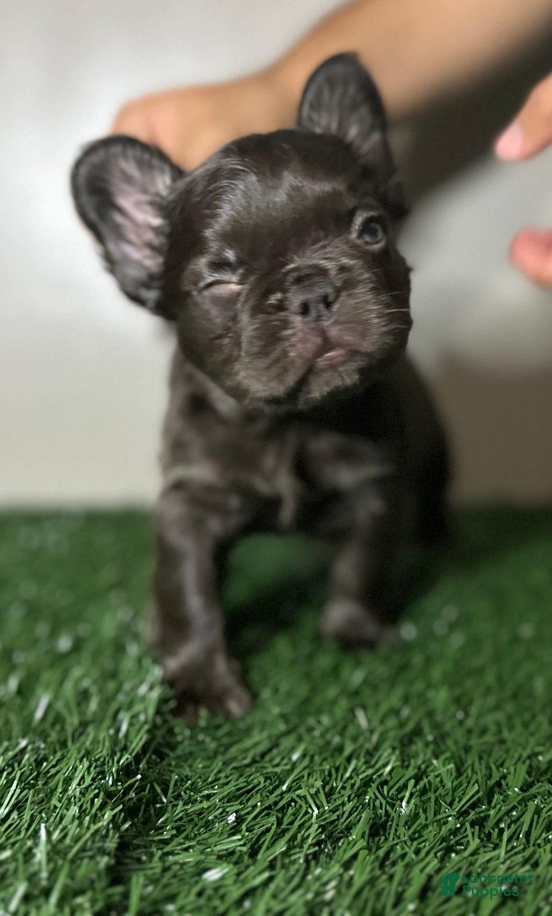 French Bulldog dogs for sale: Chocobelle - Image 3