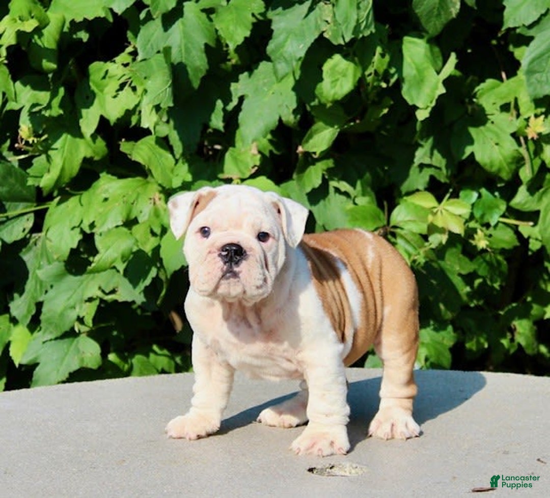 English Bulldog dogs for sale: Whitney - Image 2