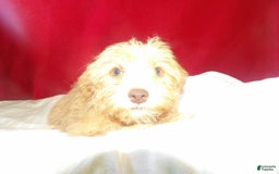 Yochon dogs for sale: bean - Image 2