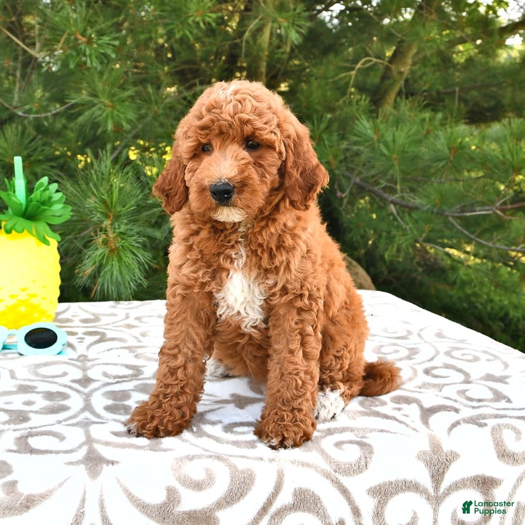 Mini Goldendoodle dogs for sale: Emily - Image 8