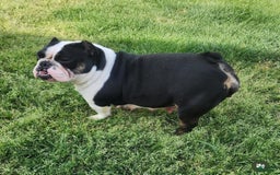 American Bully dogs for sale: Bones - Image 5