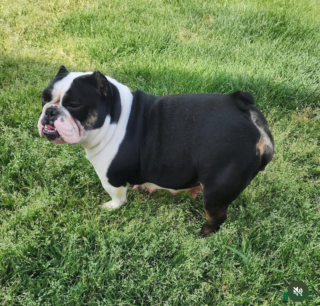 American Bully dogs for sale: Bones - Image 5
