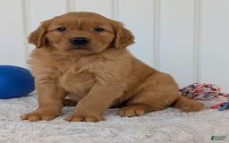Golden Retriever dogs for sale: Hunter - Image 7