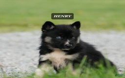 Gerberian Shepsky dogs for sale: Henry - Image 4