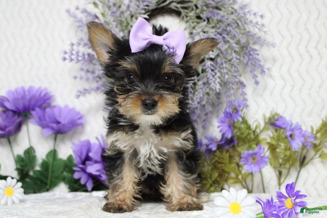 Yorkshire Terrier dogs for sale: Butterfly - Image 1