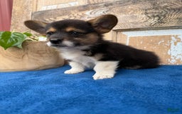 Welsh Corgi Pembroke dogs for sale: Chester - Image 8