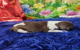 German Shorthaired Pointer dogs for sale: Taki - Image 2