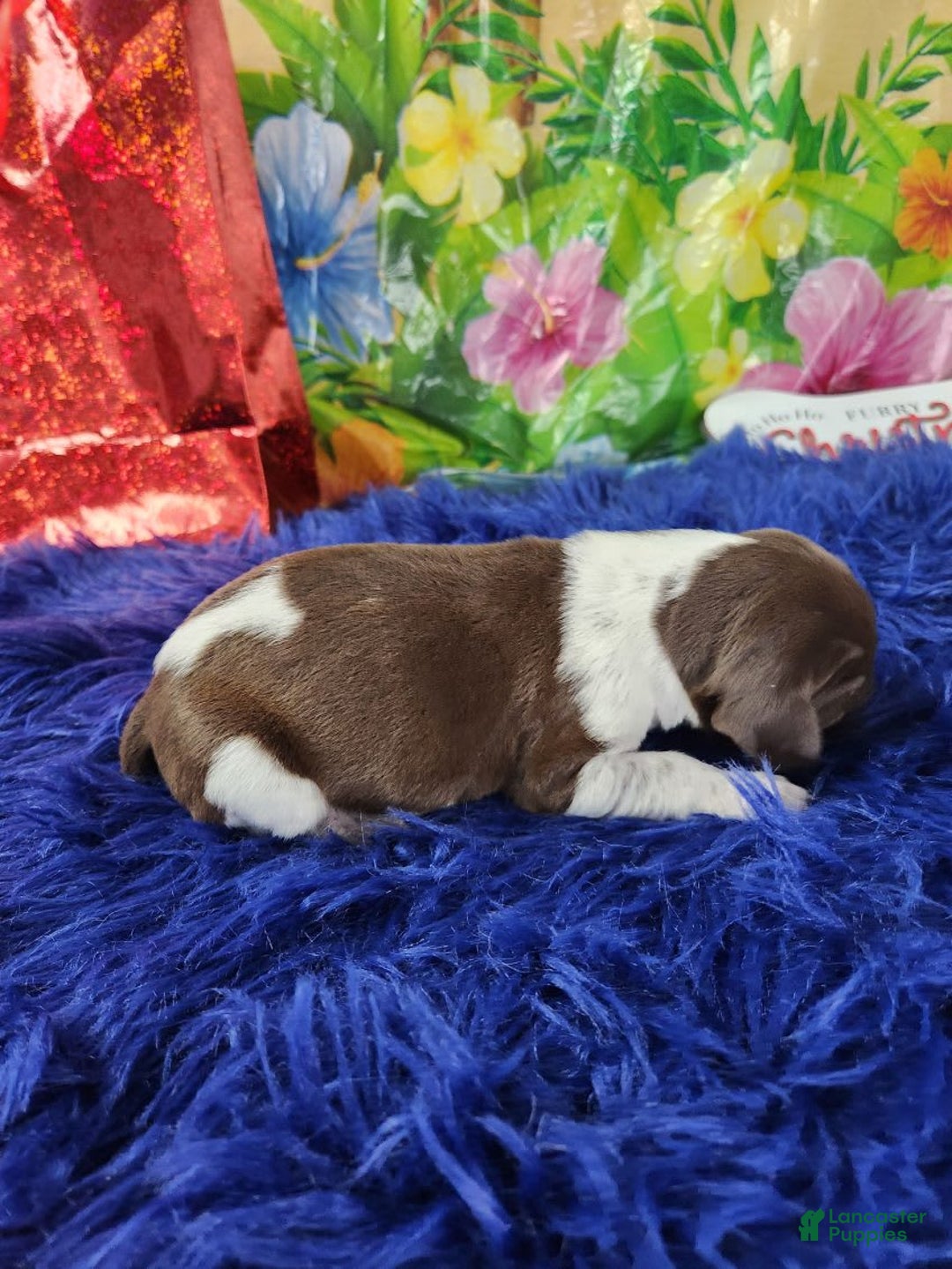 German Shorthaired Pointer dogs for sale: Taki - Image 2