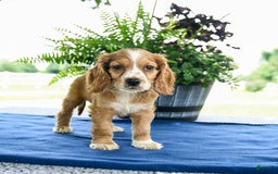 Cocker Spaniel dogs for sale: Baxter - Image 2