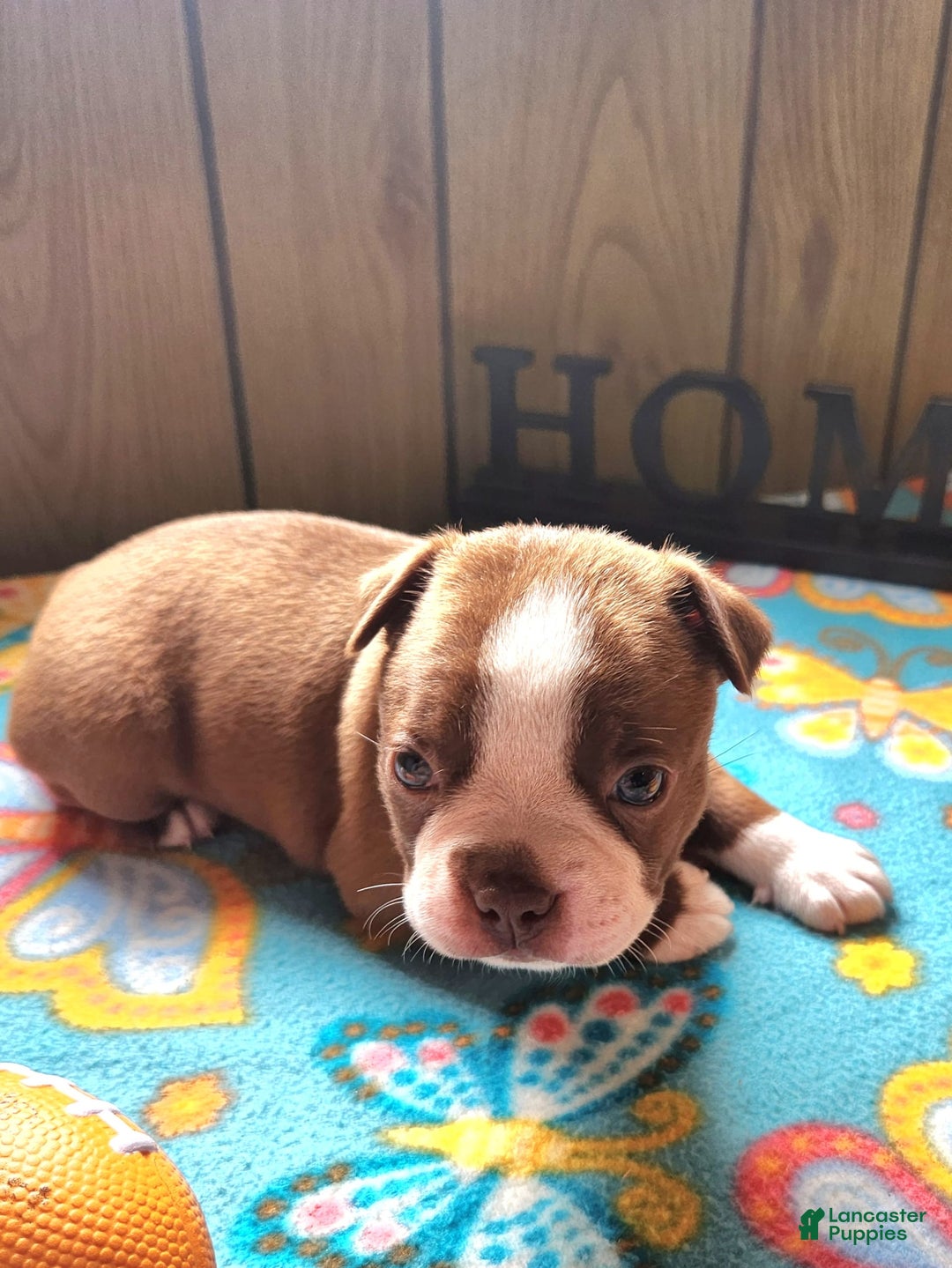 Boston Terrier dogs for sale: Lynn - Image 2