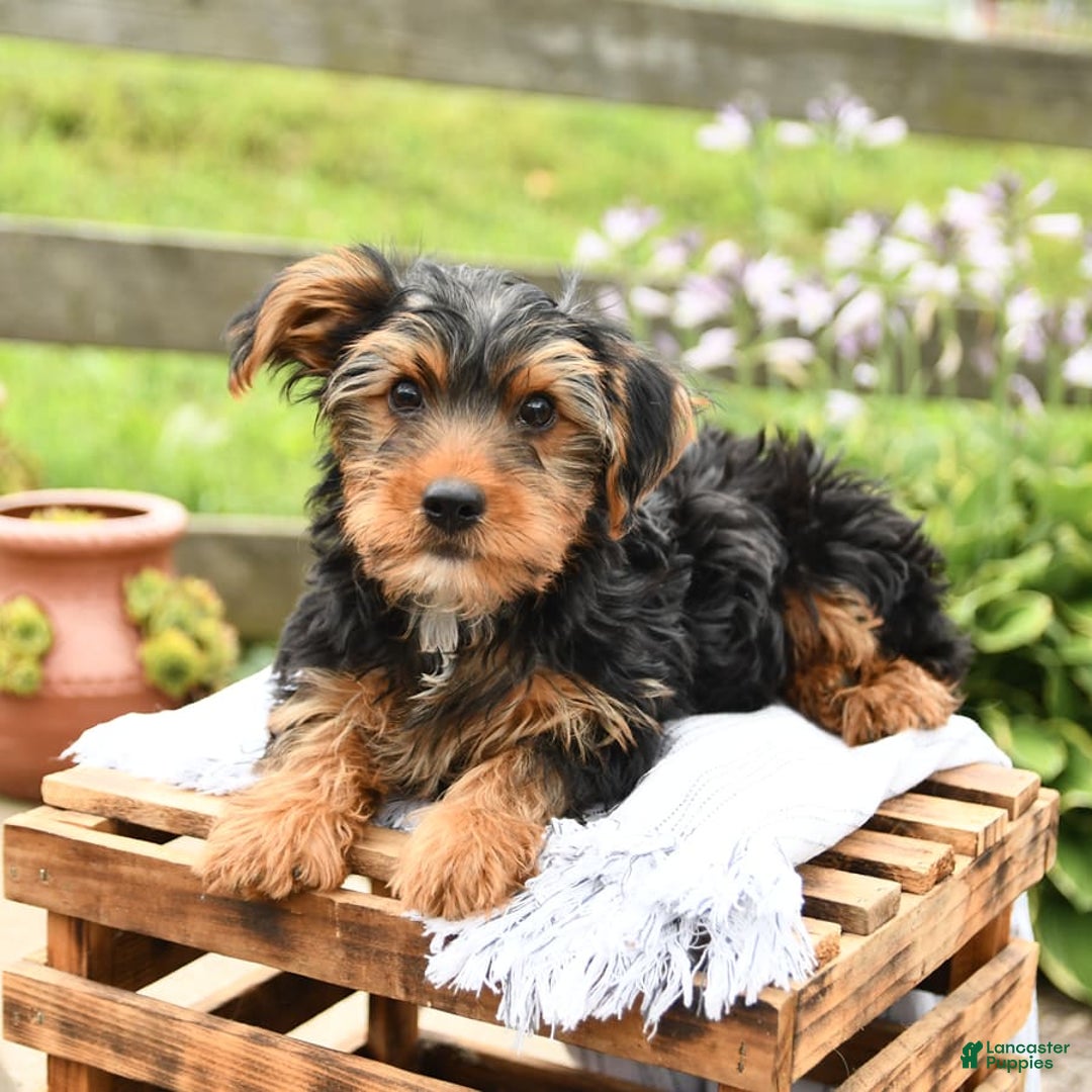 Yorkshire Terrier dogs for sale: Charlie - Image 2