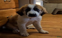 Saint Bernard dogs for sale: Max - Image 4