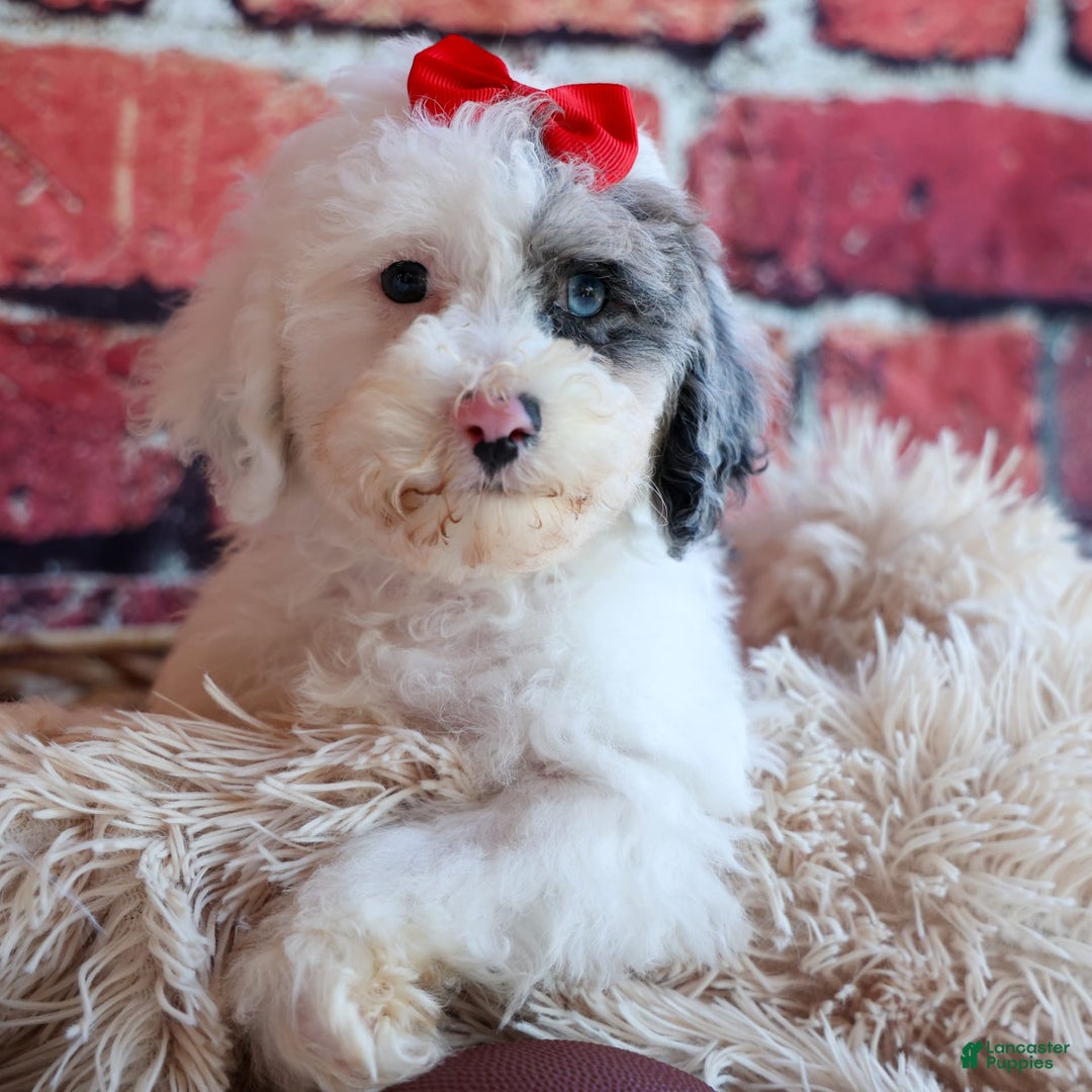 Bichpoo dogs for sale: Bowie - Image 1