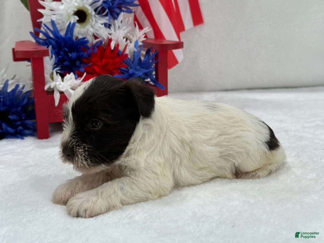 Miniature Schnauzer dogs for sale: Paisley Female 1 Liver Parti - Image 1