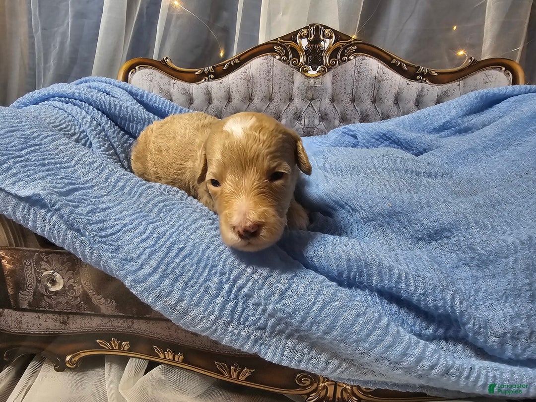 Mini Goldendoodle dogs for sale: Austin - Image 2