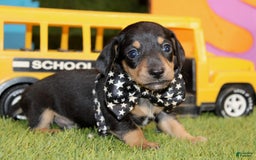 Dachshund dogs for sale: Izekial - Image 4