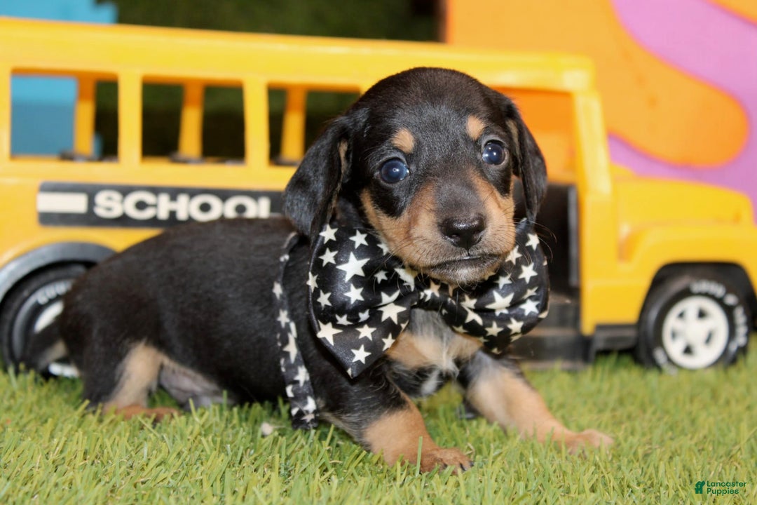 Dachshund dogs for sale: Izekial - Image 4